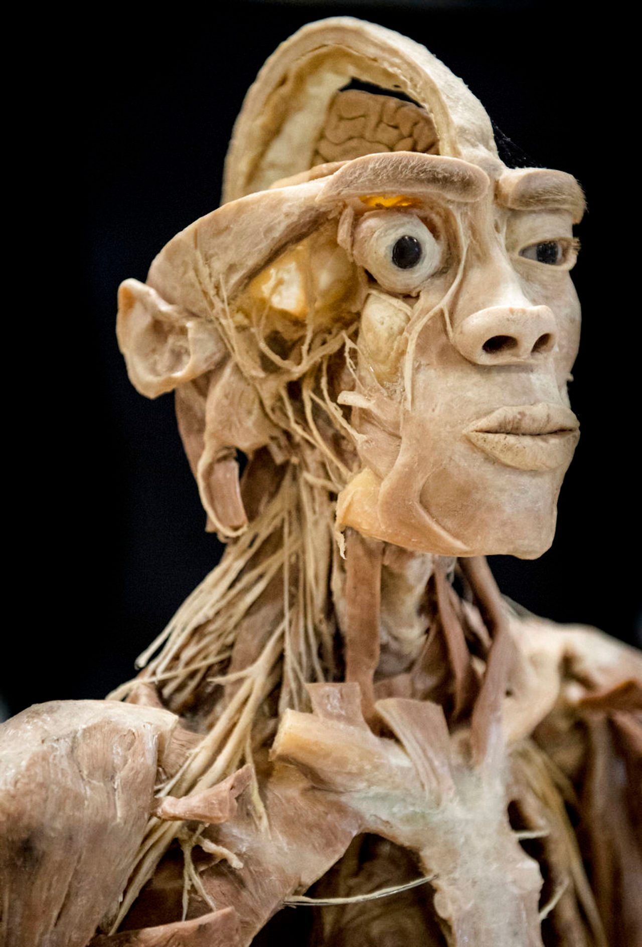 Mostra anatomica Human Bodies Terni